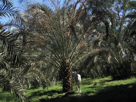 Bahariya Oases 3