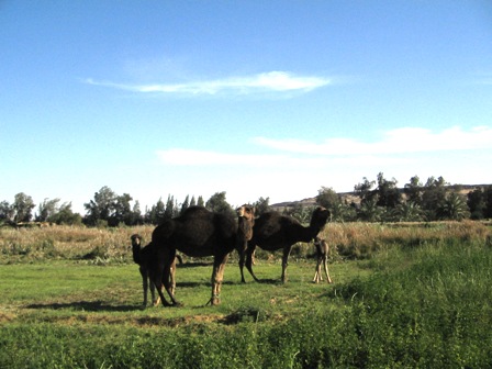 Bahariya Oases 4