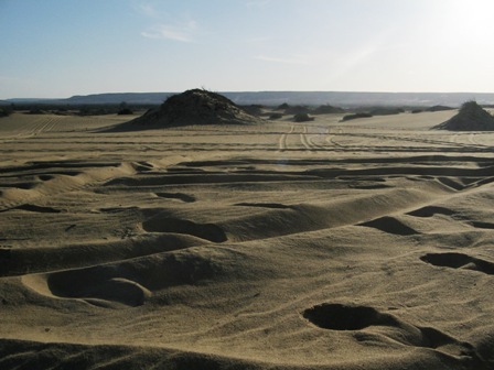 Bahariya Oases 14