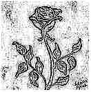 rose