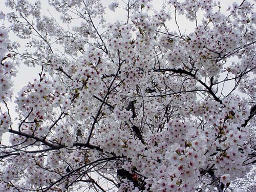 Sakura