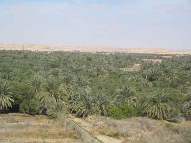 siwa oases