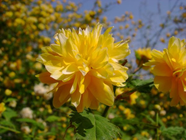 The little flowers of a bush (close-up)