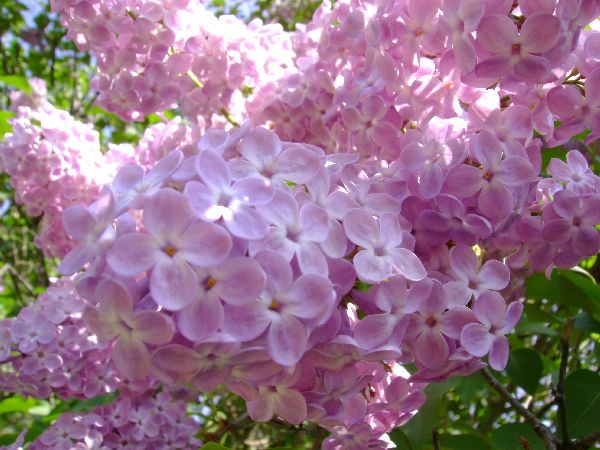 Lilac