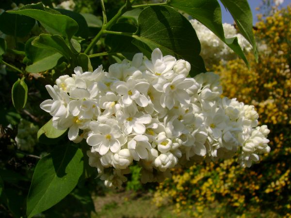 White lilac