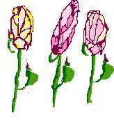 roses- a rose speaks thousand words.