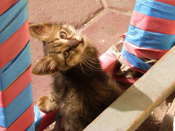 Kitty