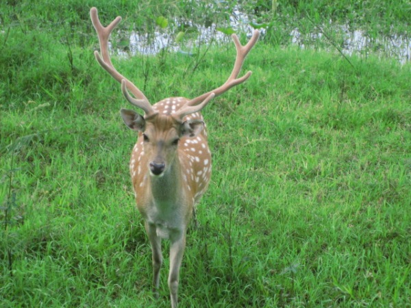 Deer's news