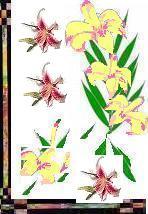 lilies