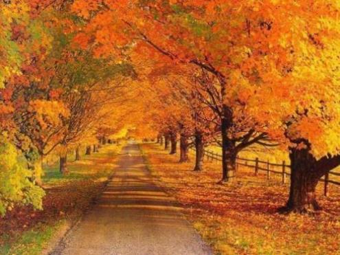 the way of nature