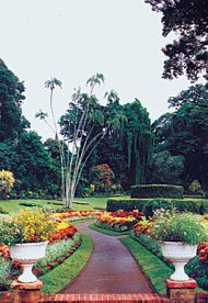 Tourist Attraction: Sri Lanka's Peradeniya Botanic Garden.
