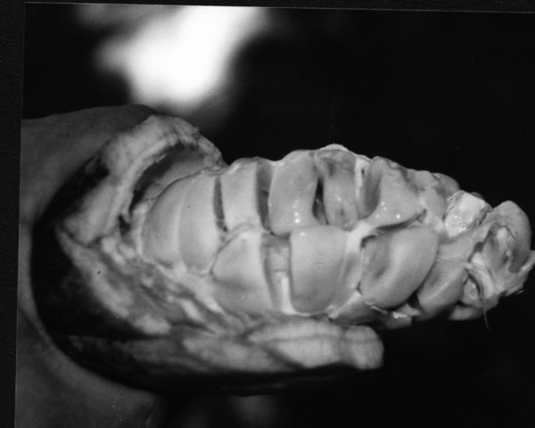 Pod of Cacao