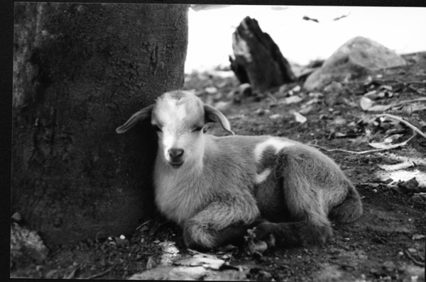 Farm Lamb