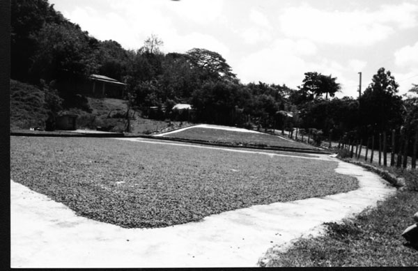 Cacao Sun Drying