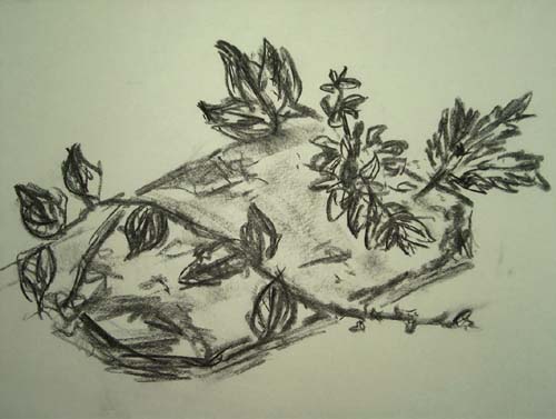 Leaves