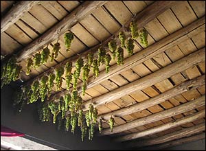 grape business
