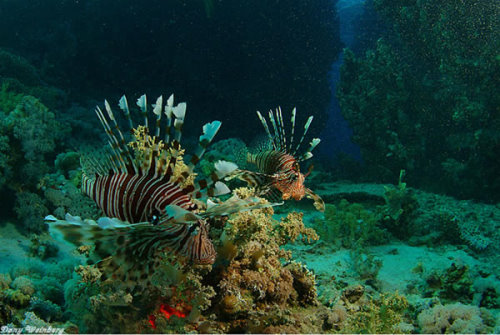 An aquarium