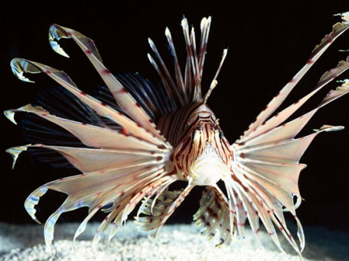 lion fish