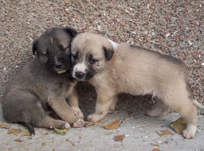 Dogs are friends of human beings