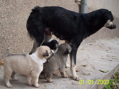 My dog and puppies