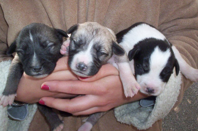 My puppies