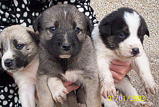 My puppies growing