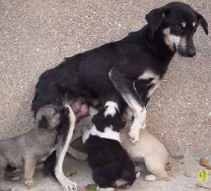 Mom's feeding