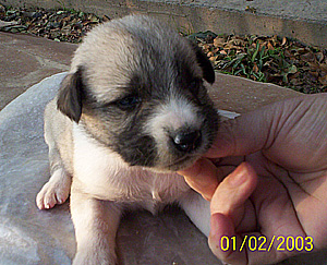 little miracle