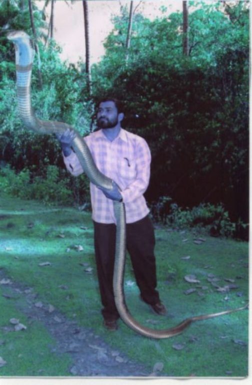 Indian King Cobra