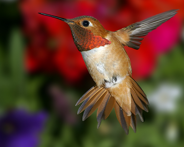 a little birds