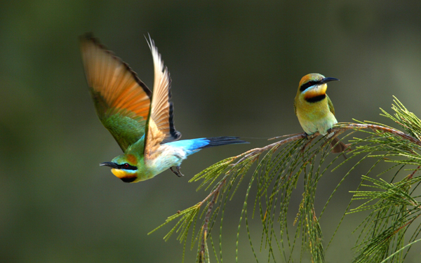 two little birds