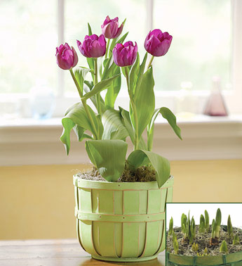 flower vase