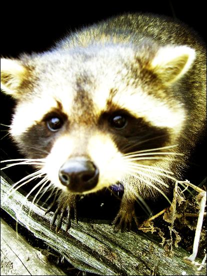 My Raccoon