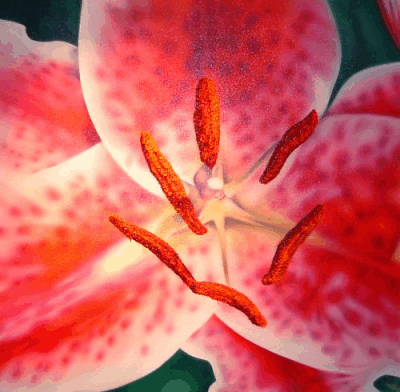 stargazer