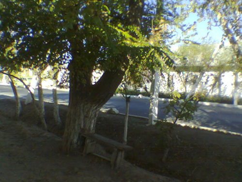 The Bench at My Home
