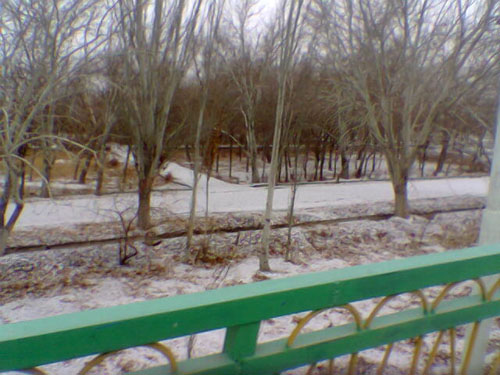 Garden in Winter