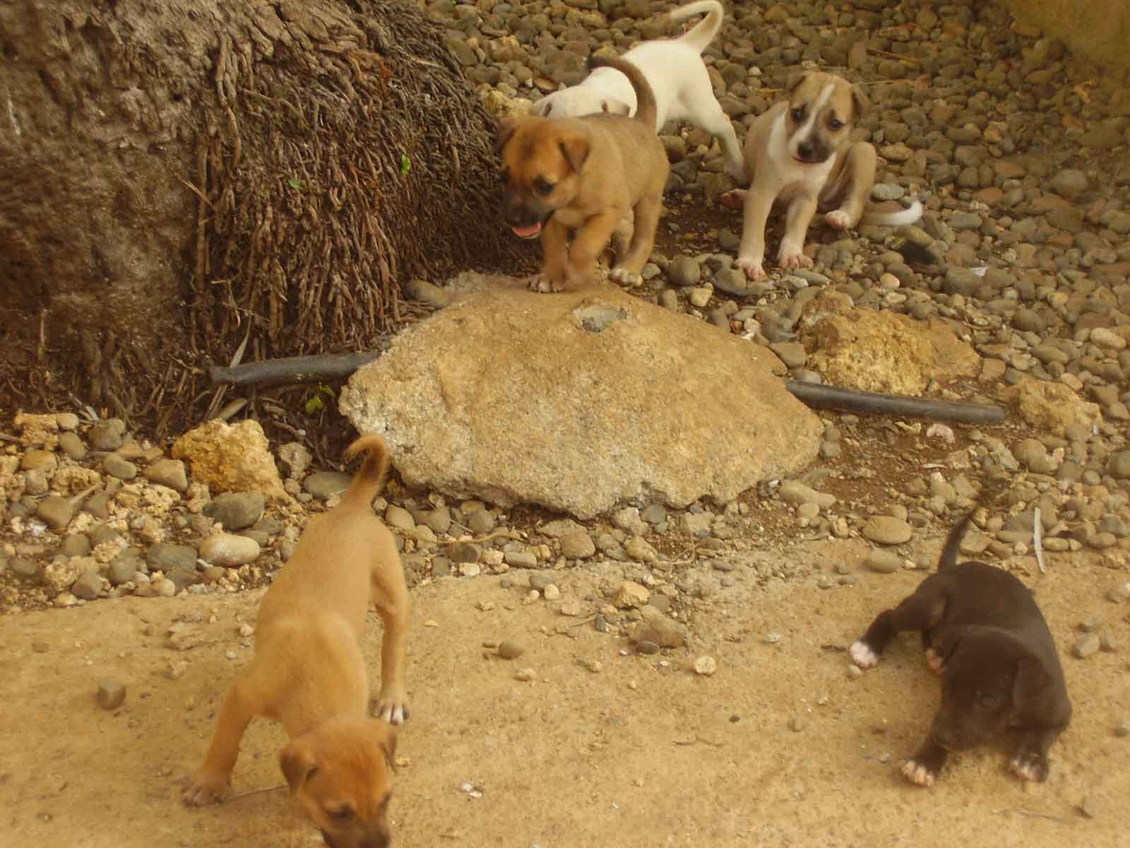 doggies