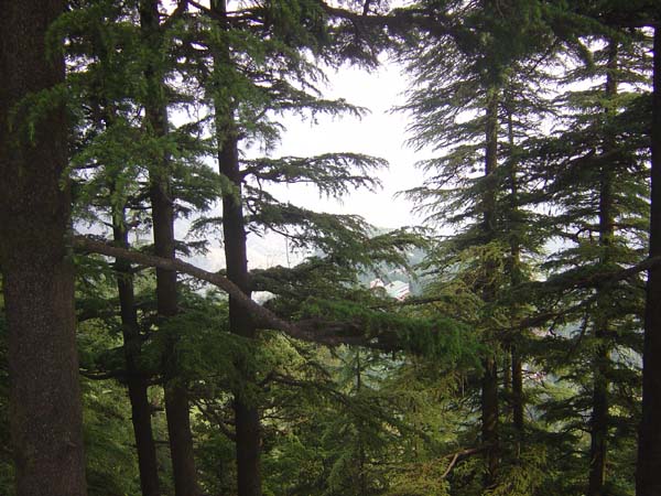 Himalayan Forest