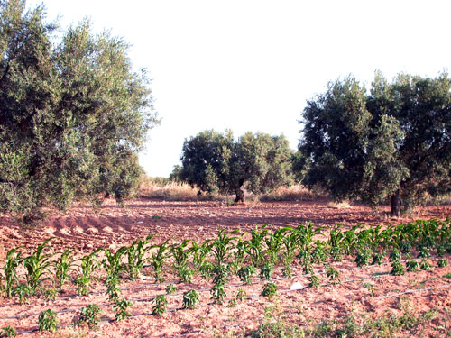 Green Tunisia