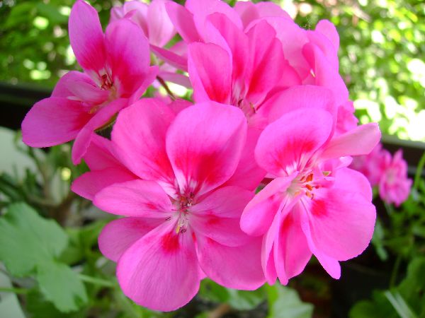Pink Geranium (Close-Up)