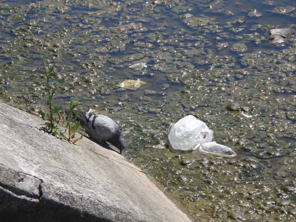 Nature in a Globalized City