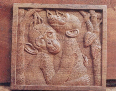 Infant Chimps