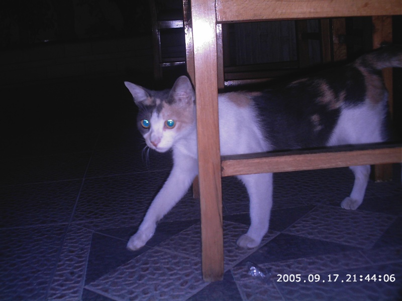 the arrogant cat