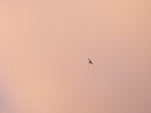 Pittwater Bay - Evening Bird 1 - Sydney, Australia, May 2003