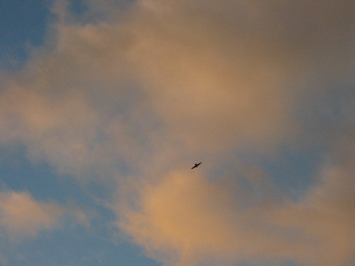 Evening Bird 2 - Sydney, Australia, May 2003