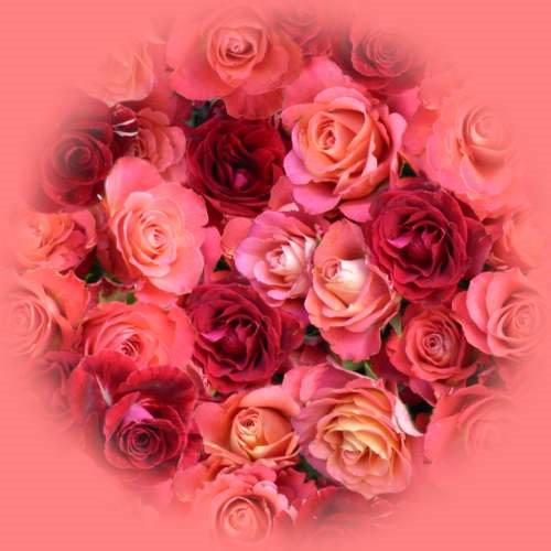 roses