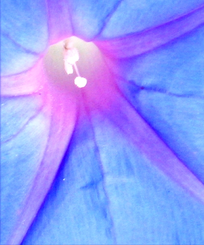 Flowers - Breathe - January 2003