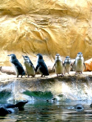 Aquarium! - Penguins - February 2003