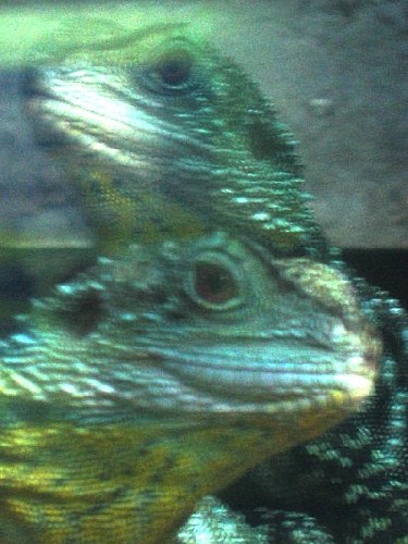 Aquarium! - Lizards - February 2003