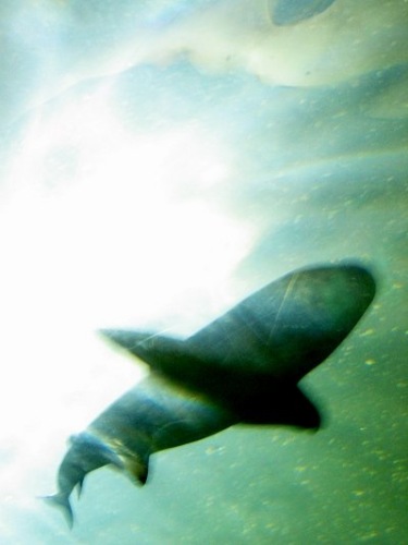 Aquarium! - Shark 1 - February 2003